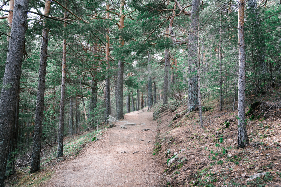 "Footpath Passing Through In Forest" stock image