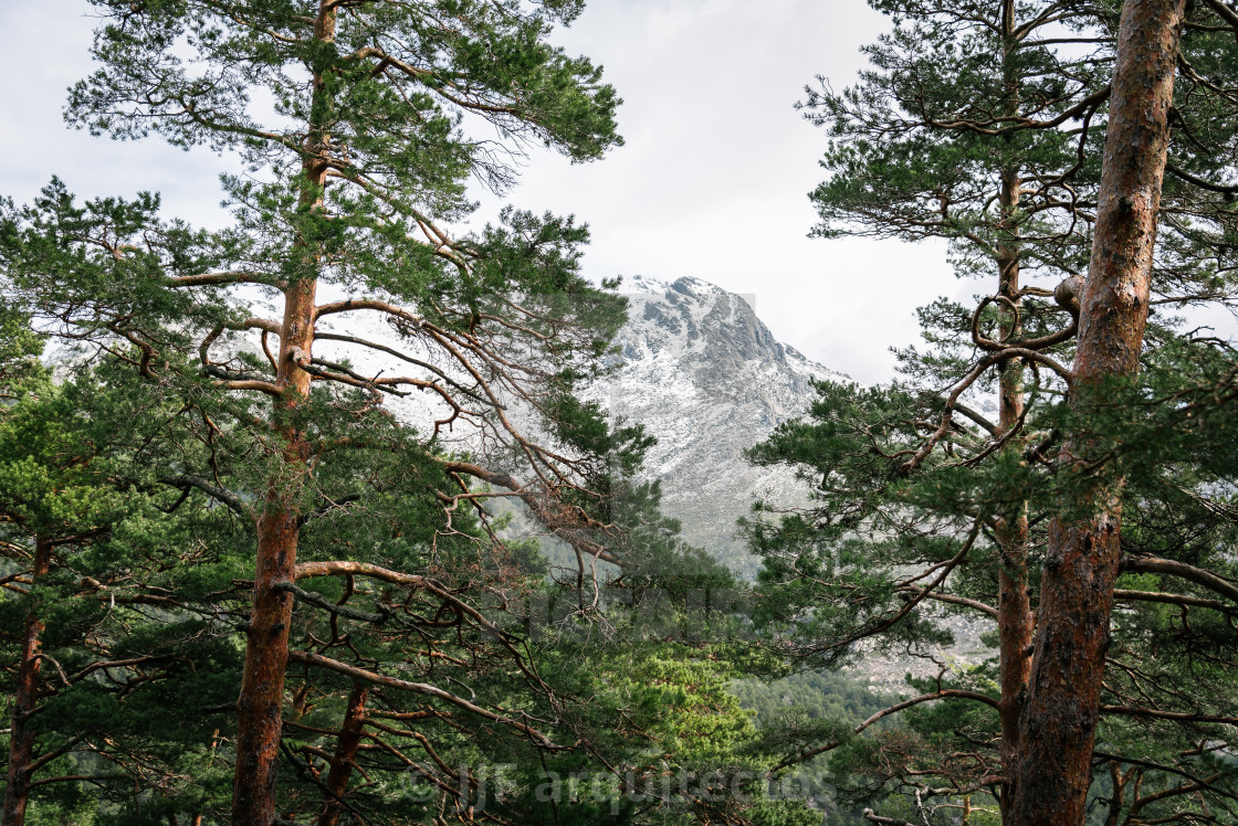 "Woodland and snow capped mountain range" stock image