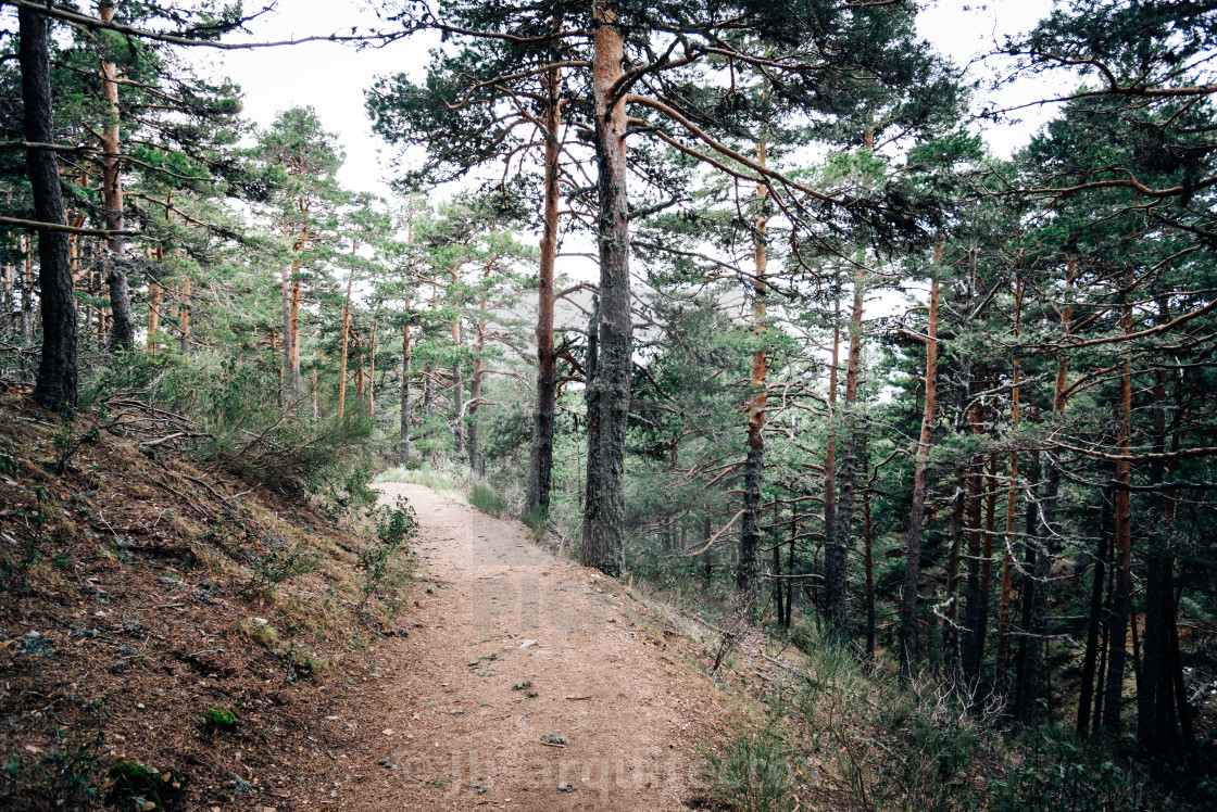 "Footpath Passing Through In Forest" stock image