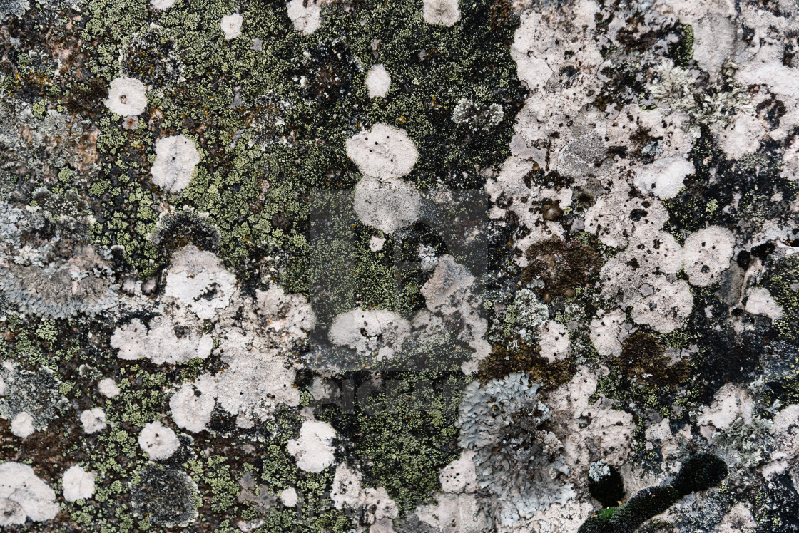 "Weathered Rock Texture with dried Moss" stock image