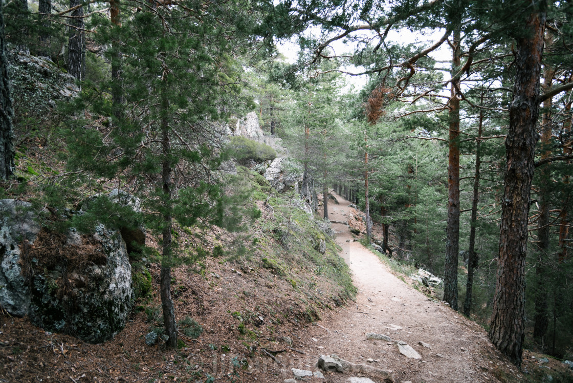 "Footpath Passing Through In Forest" stock image