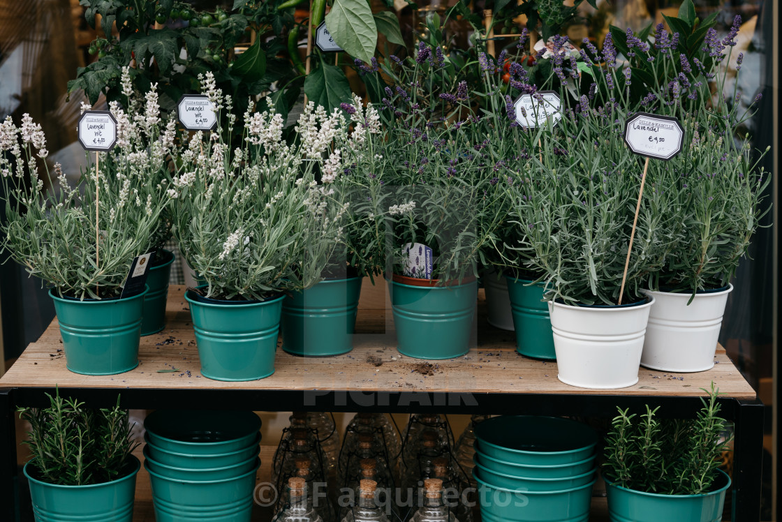 "Plants in storefront in Leuven" stock image