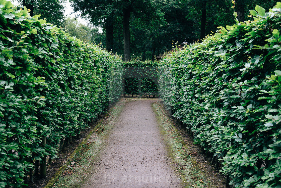 "Green bushes labyrinth, hedge maze" stock image