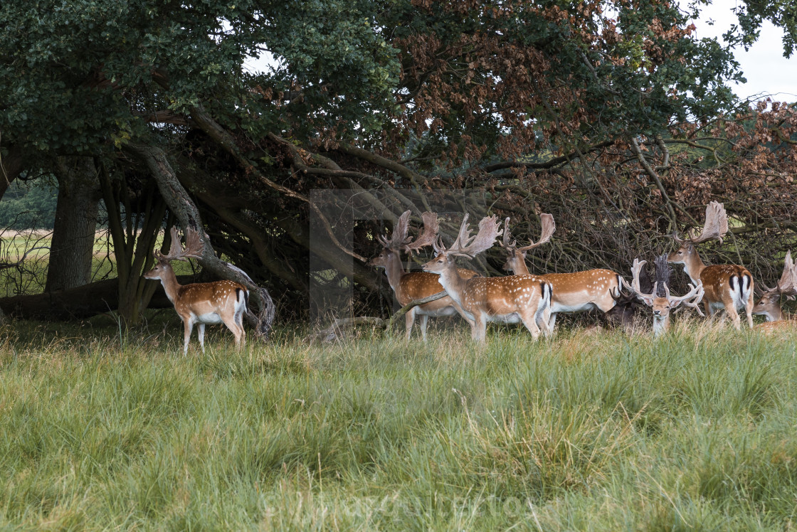 "A herd of fallow deers in the wood (Dama dama) in Denmark" stock image