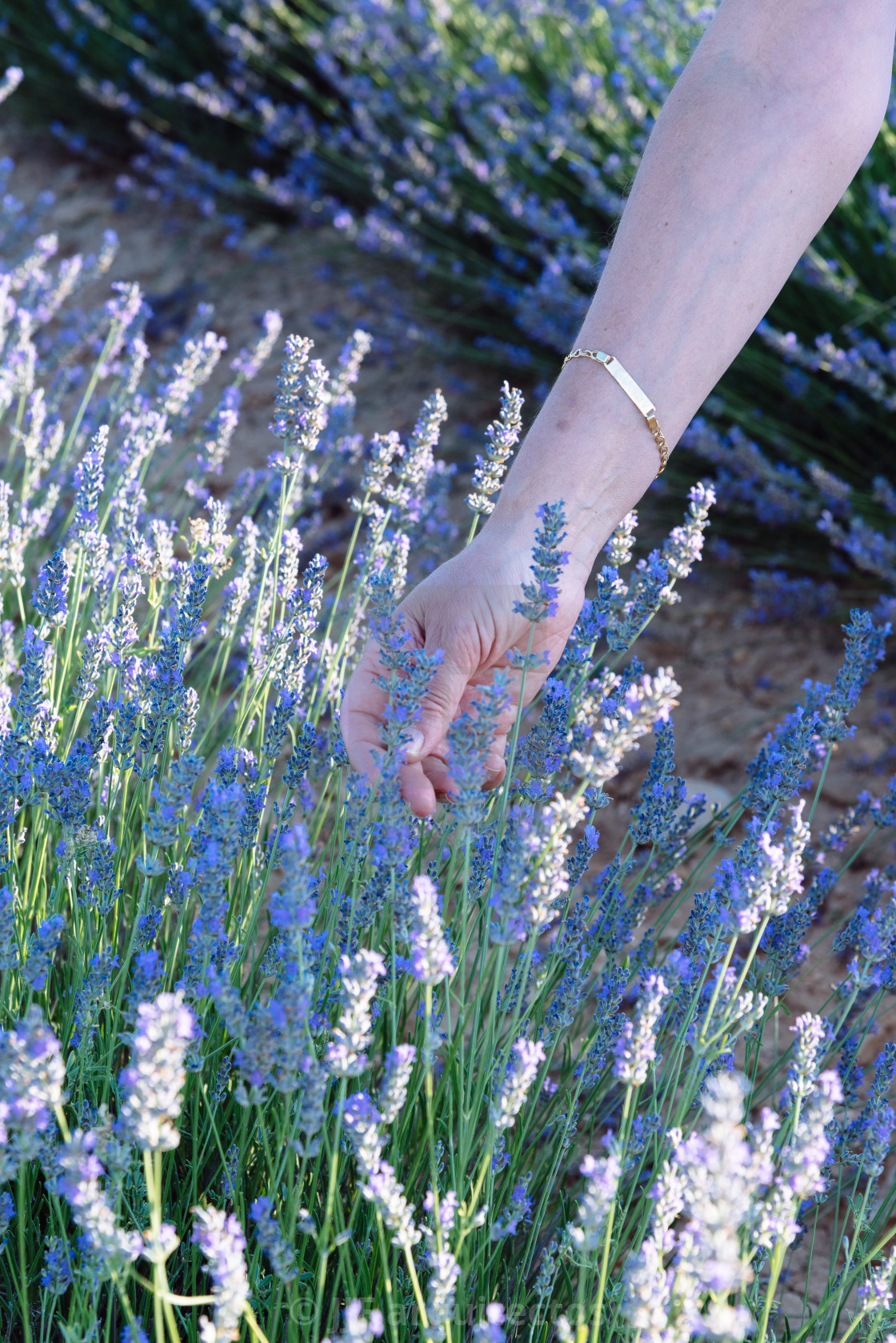"Woman hand touching beautiful flowers of lavender" stock image