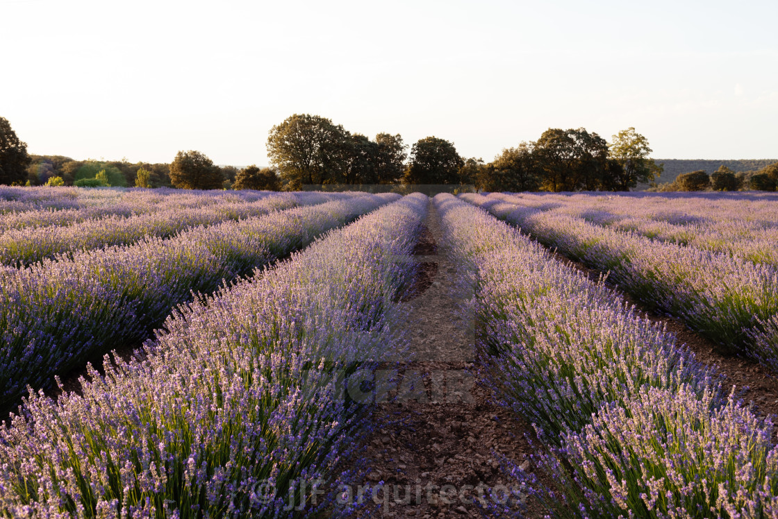 "Beautiful image of lavender fields. Summer sunset landscape" stock image