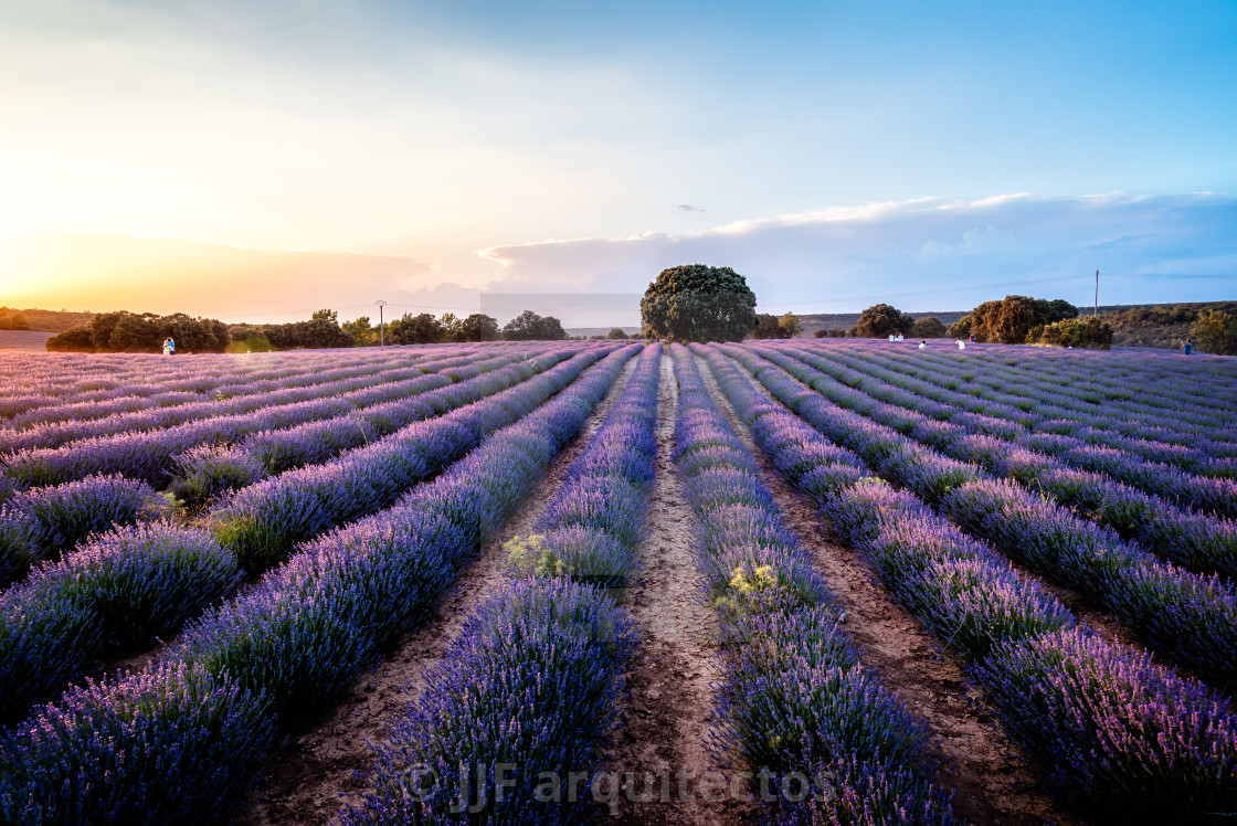 "Beautiful image of lavender fields. Summer sunset landscape" stock image