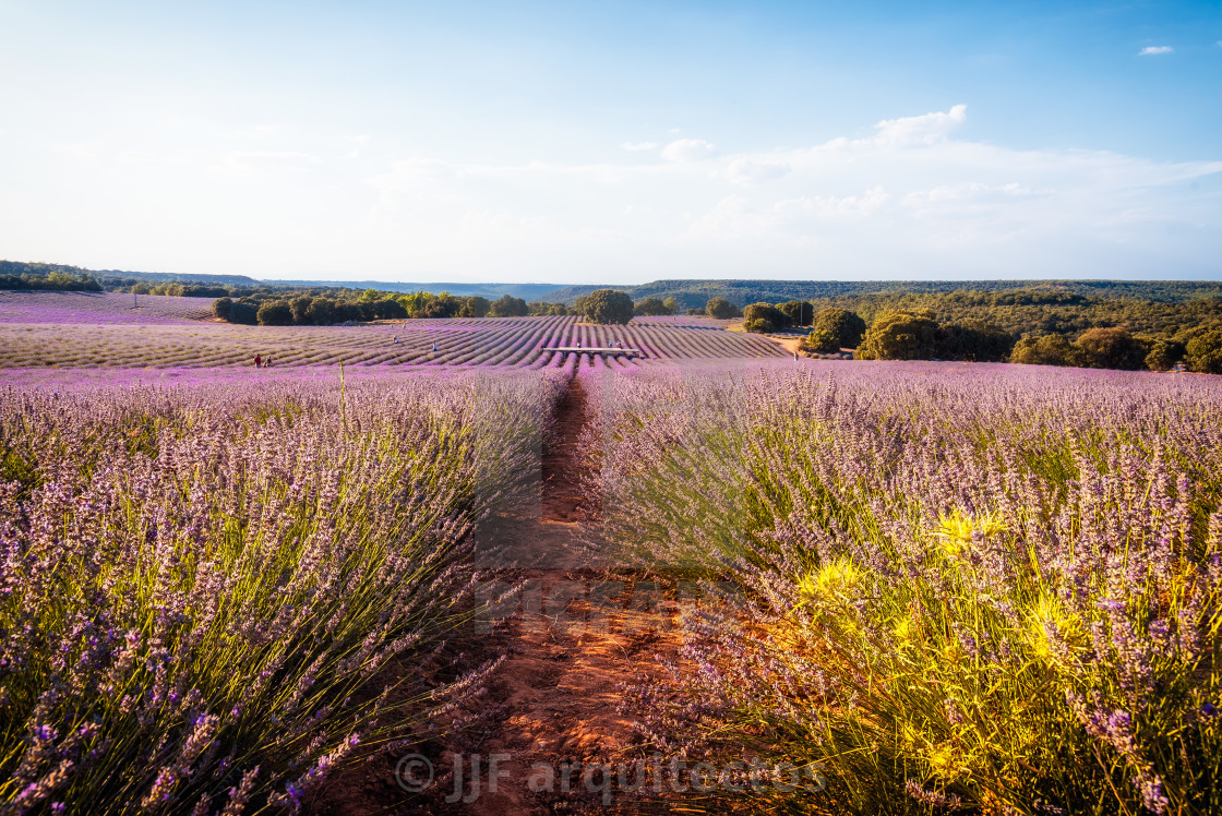 "Beautiful image of lavender fields. Summer sunset landscape" stock image