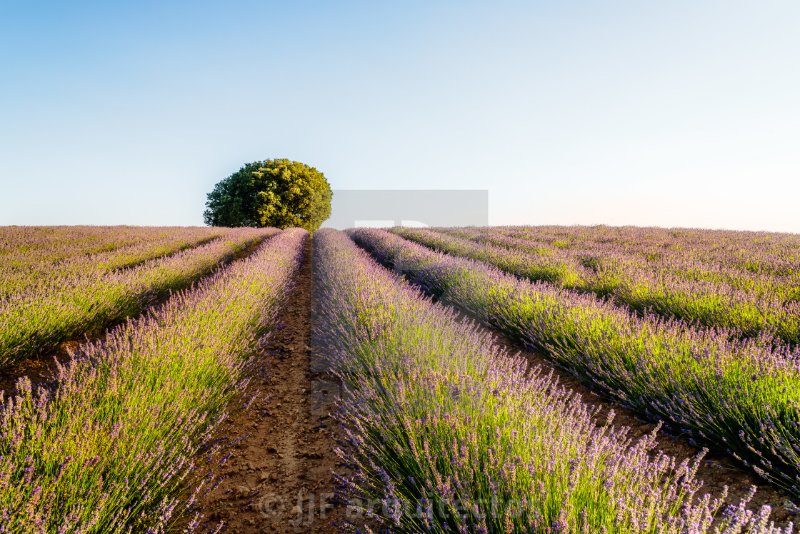 "Beautiful image of lavender fields. Summer sunset landscape" stock image