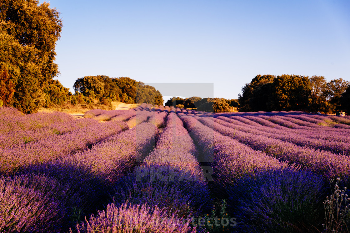 "Beautiful image of lavender fields. Summer sunset landscape" stock image