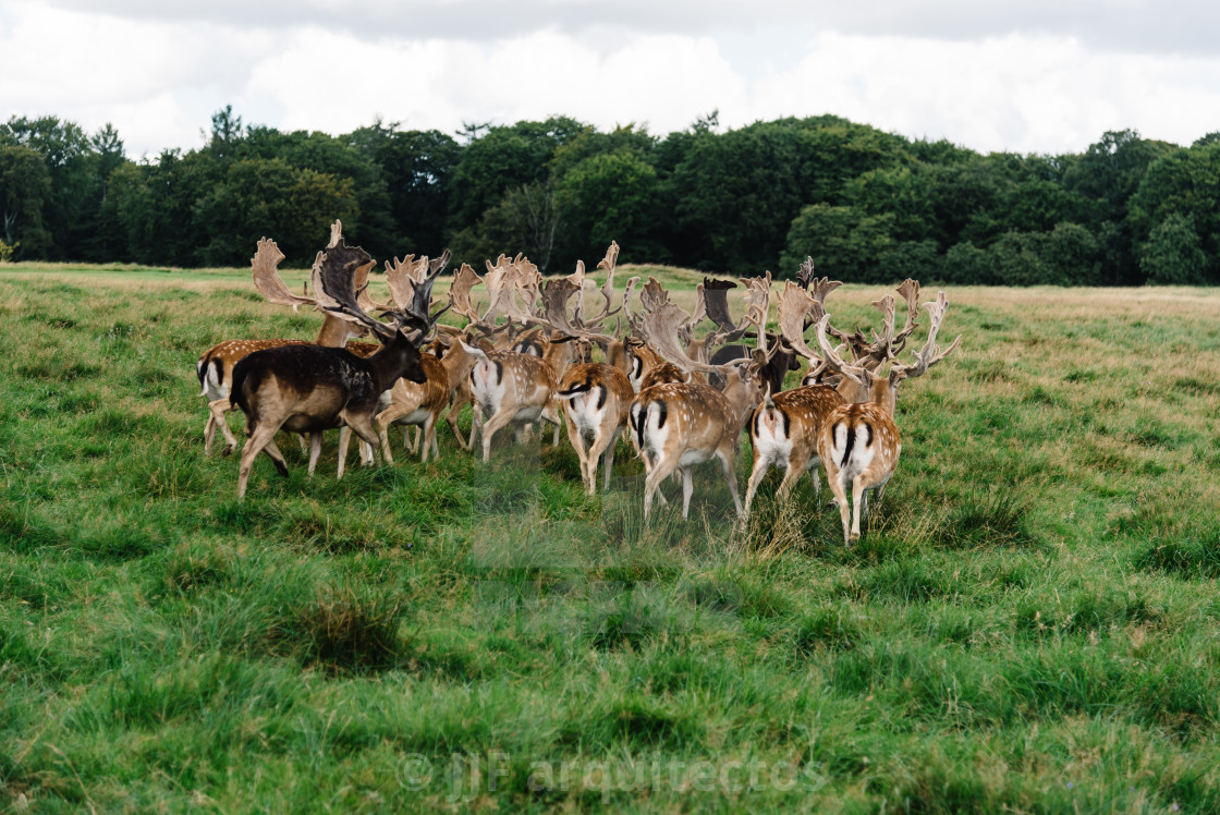 "A herd of fallow deers in the wood (Dama dama) in Denmark" stock image