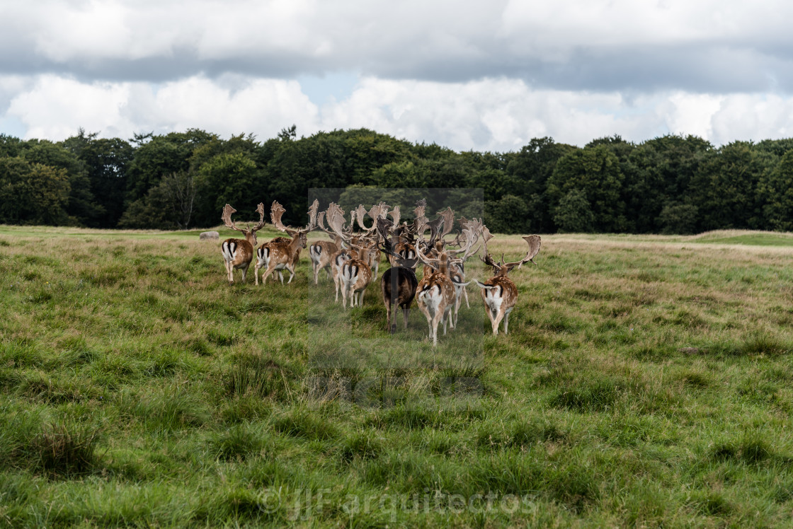 "A herd of fallow deers in the wood (Dama dama) in Denmark" stock image