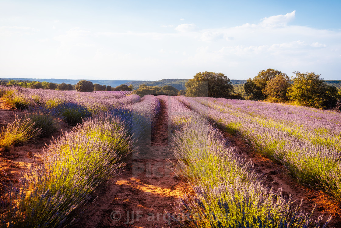 "Beautiful image of lavender fields. Summer sunset landscape" stock image