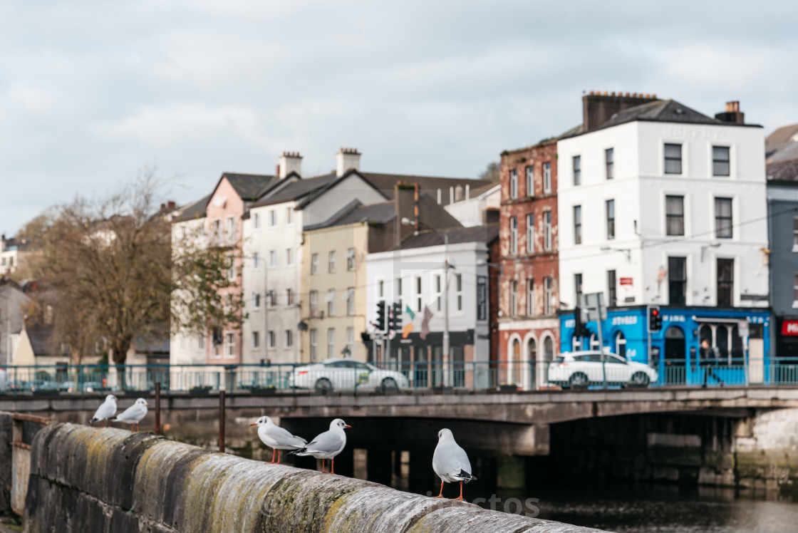 "Seagulls in the canal of the Irish town of Cork" stock image