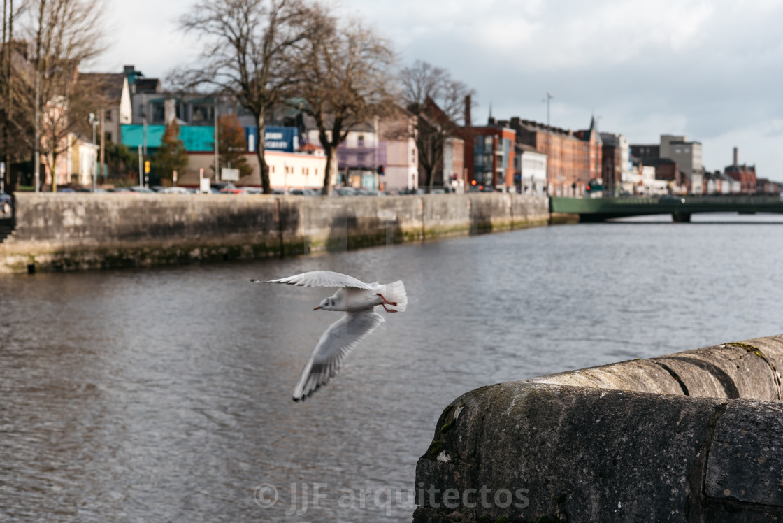 "Seagulls in the canal of the Irish town of Cork" stock image