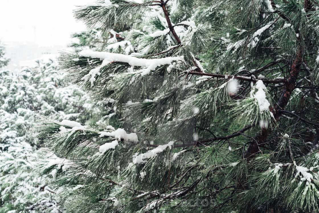 "Snow background with branches of pine tree" stock image