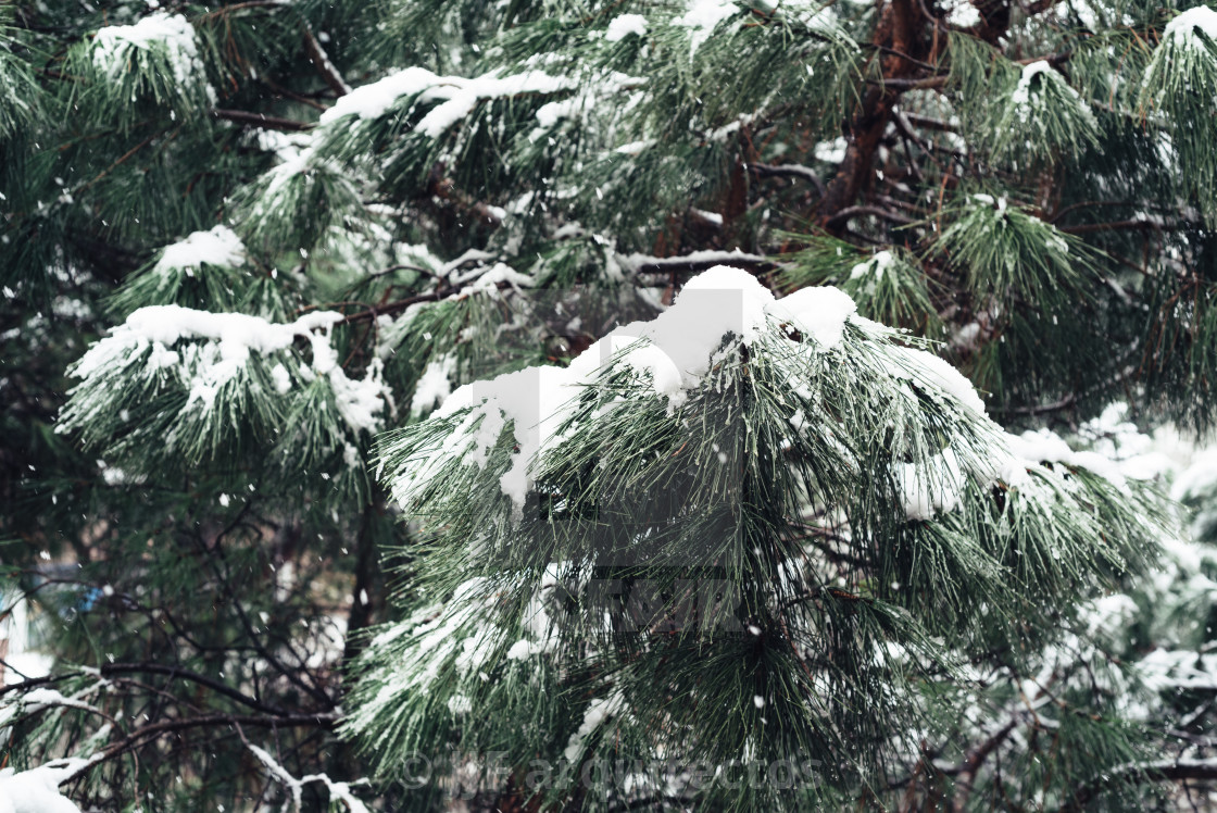 "Snow background with branches of pine tree" stock image