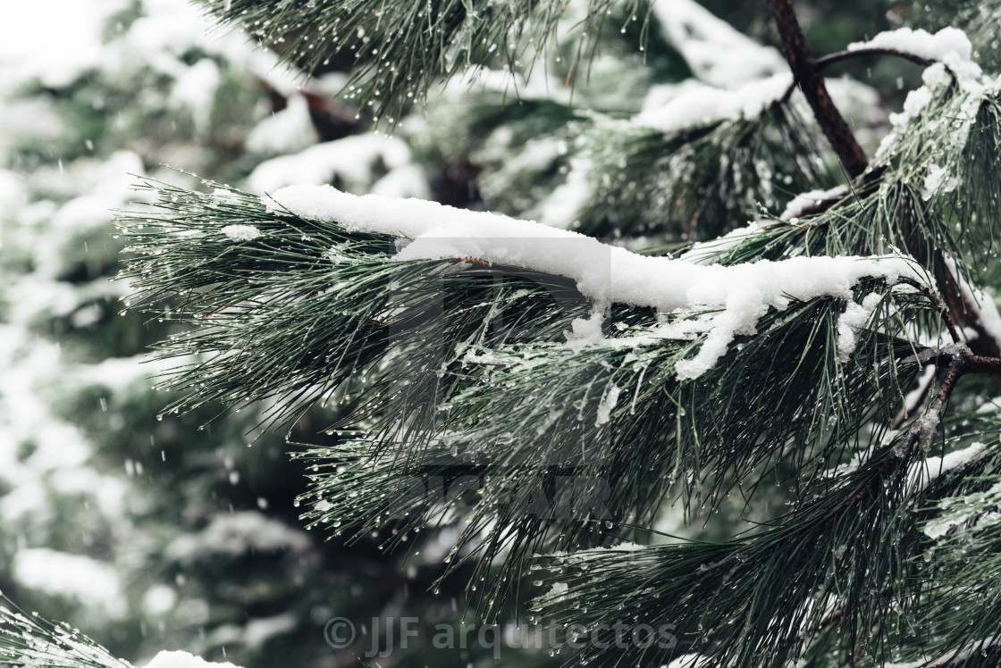 "Snow background with branches of pine tree" stock image