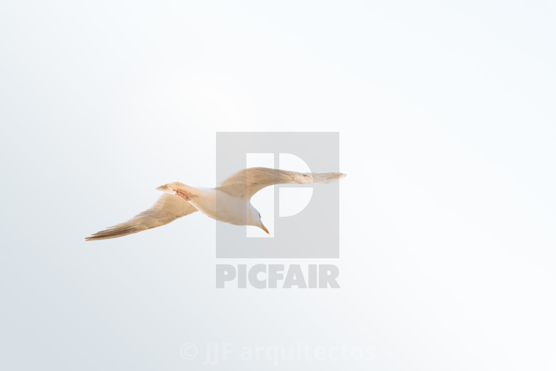 "Seagull flying against sky with copy space" stock image