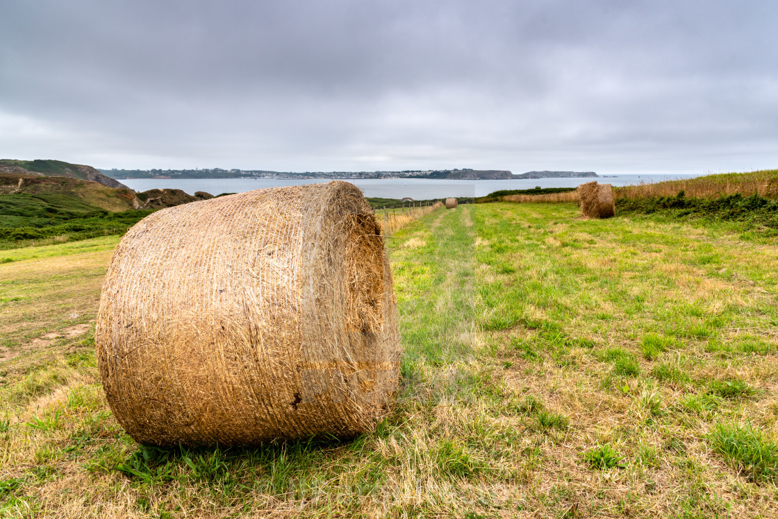 "Field with hay bales after harvest in summer" stock image