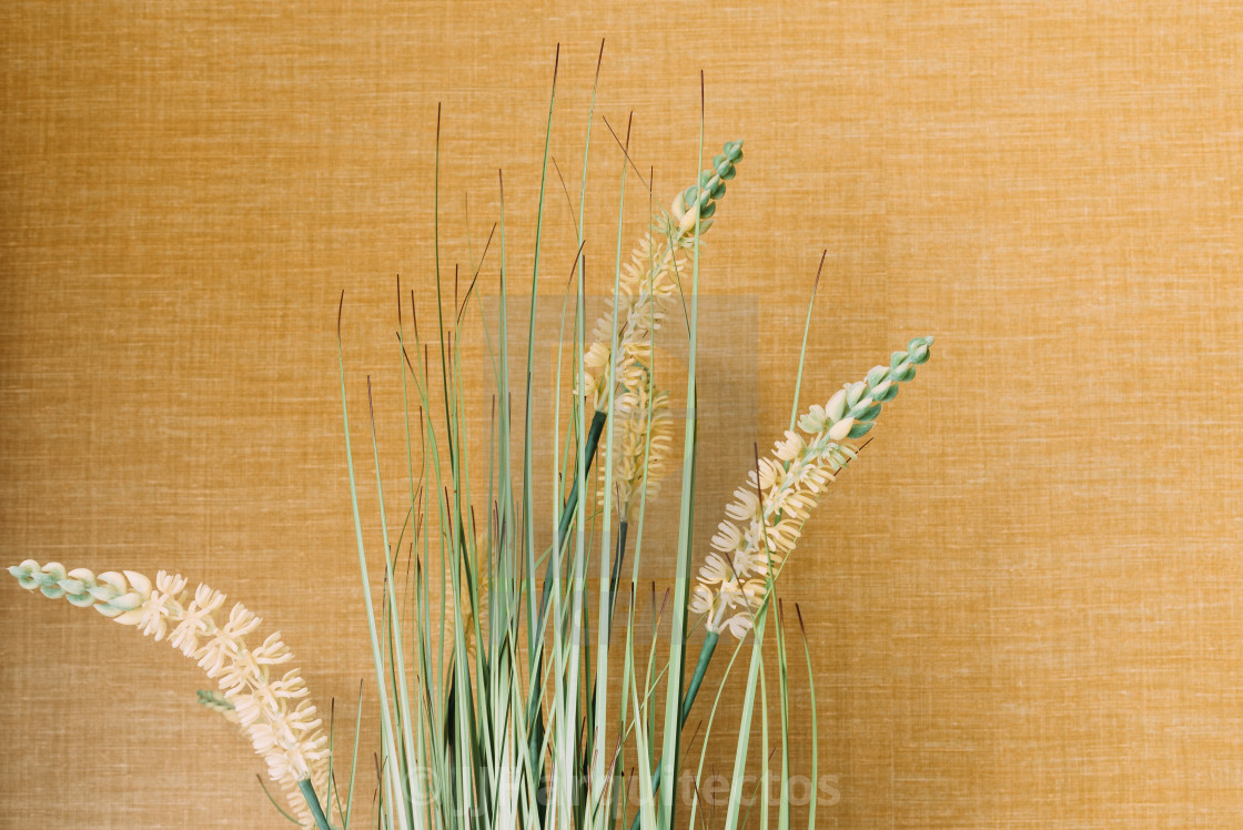 "Design interior with plants on yellow wall" stock image