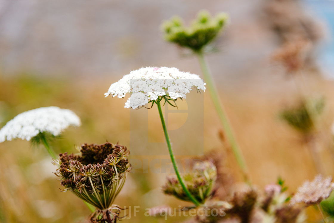 "Wild white flower background. Yarrow, Achillea" stock image