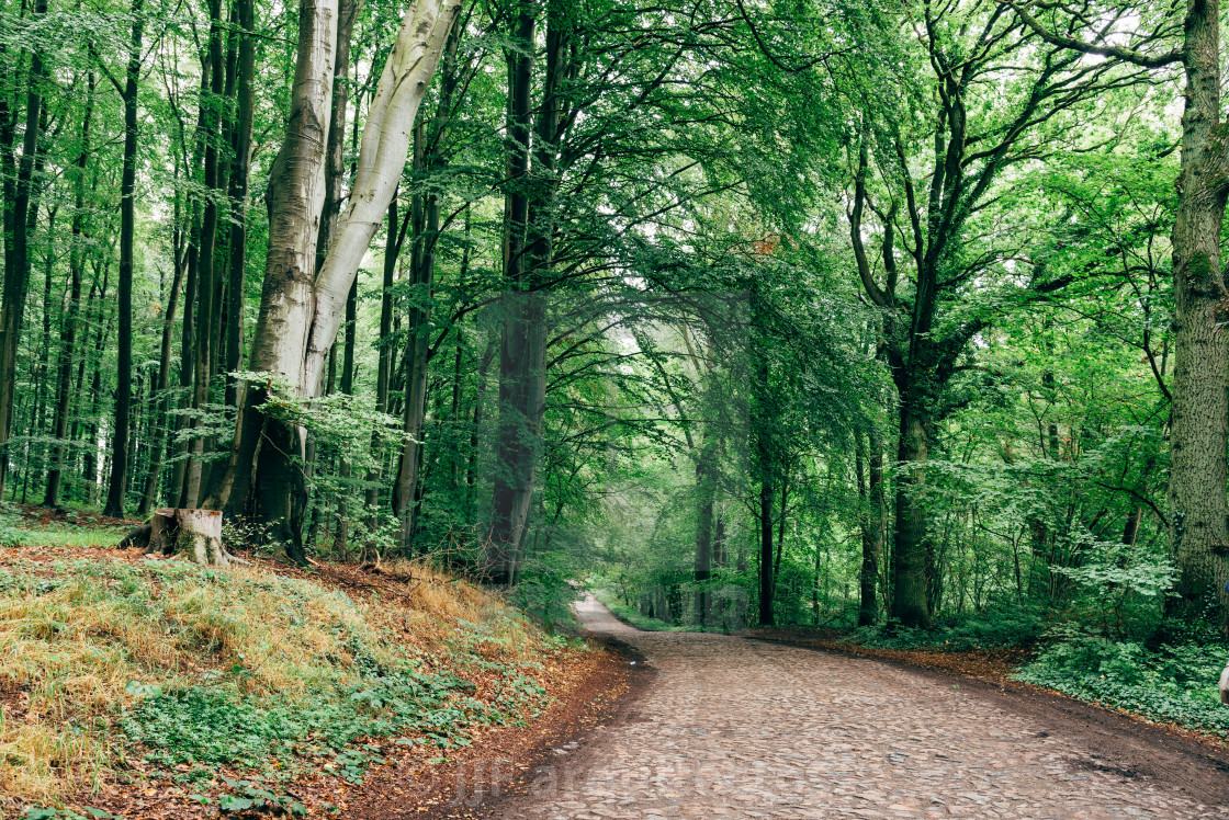 "Lonely pathway in beech woodland in Rugen Island" stock image