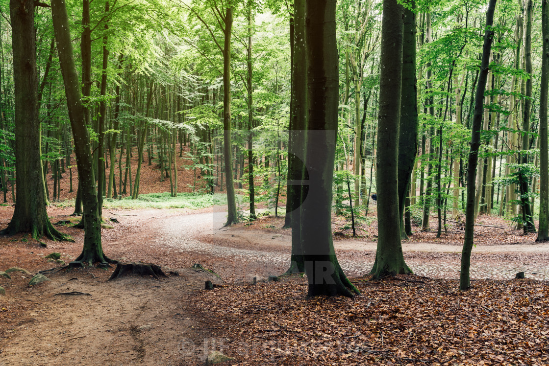 "Woodland area of Granitz with European beech, Fagus sylvatica, and sessile oak, Quercus petraea in Rugen Island" stock image