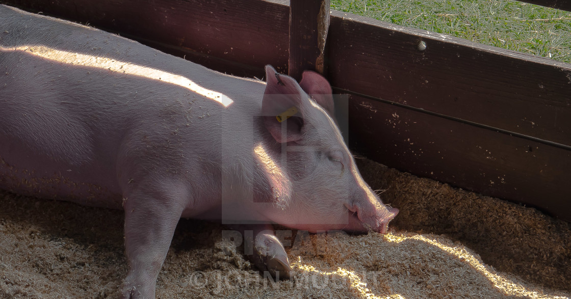 "HAPPY PIG IN A SUN BEAM" stock image