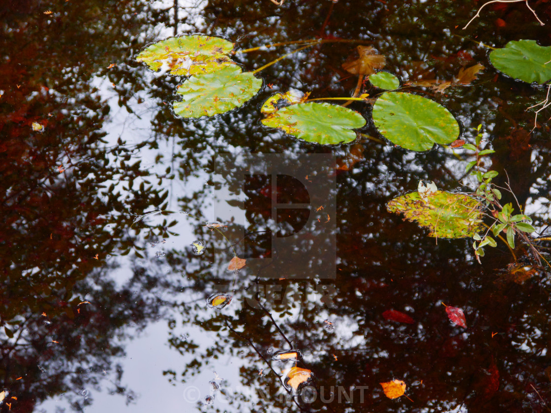 "LEAVES FLOATING IN A RIVER" by JOHN MOUNT - £20.00 "LEAVES FLOATING IN A RIVER" stock image
