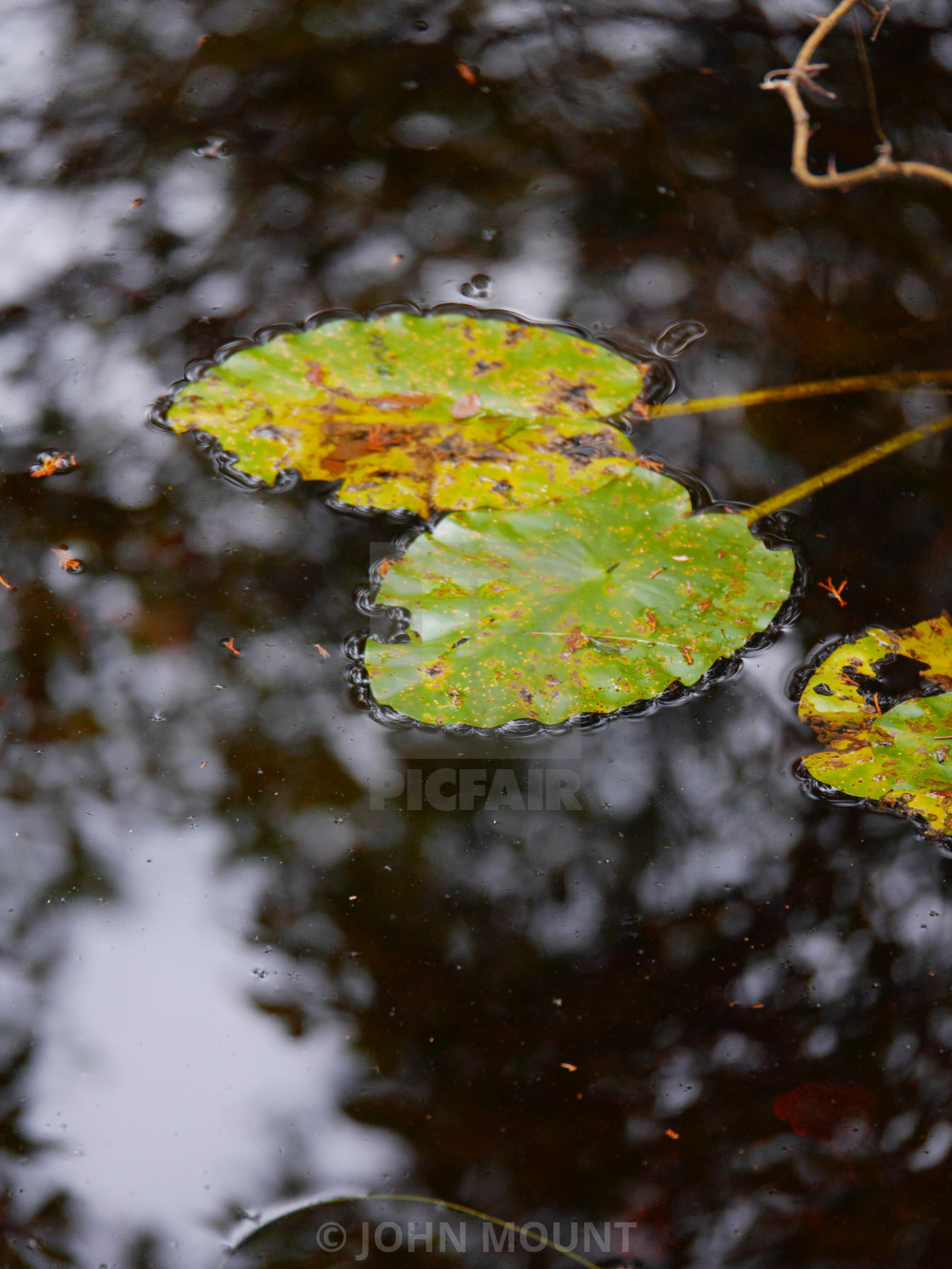 "LEAVES FLOATING IN A RIVER" by JOHN MOUNT - £20.00 "LEAVES FLOATING IN A RIVER" stock image