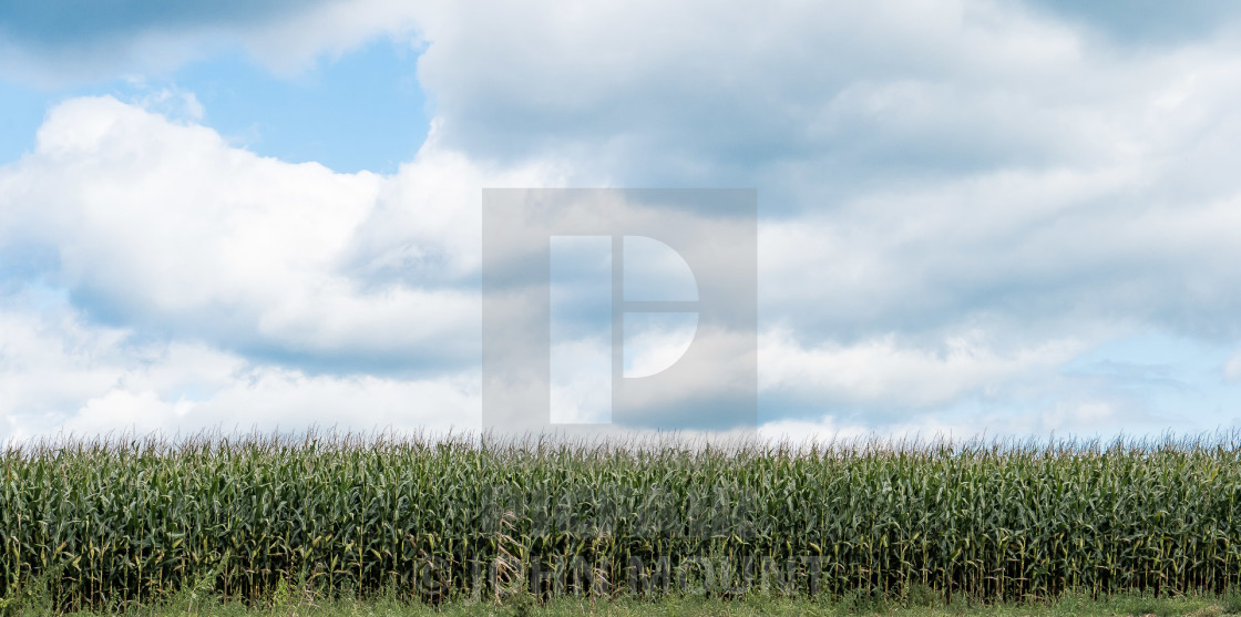 "CORNFIELD AND CLOUDS" by JOHN MOUNT - $25.10 "CORNFIELD AND CLOUDS" stock image