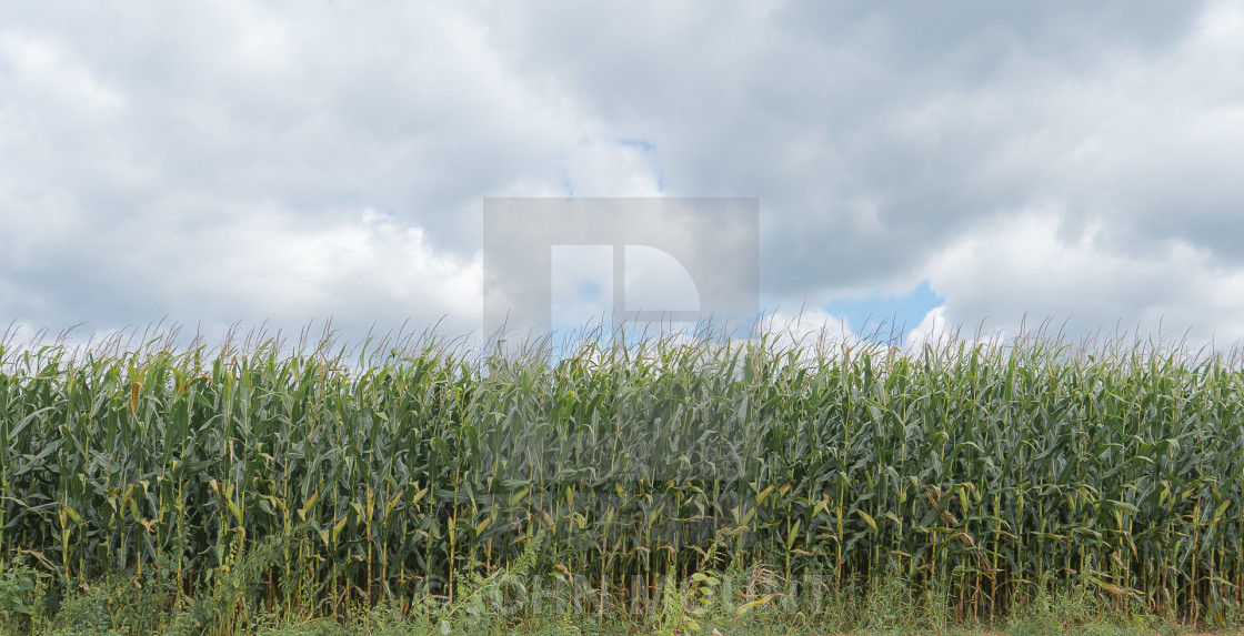 "CORNFIELD AND CLOUDS" by JOHN MOUNT - $25.10 "CORNFIELD AND CLOUDS" stock image