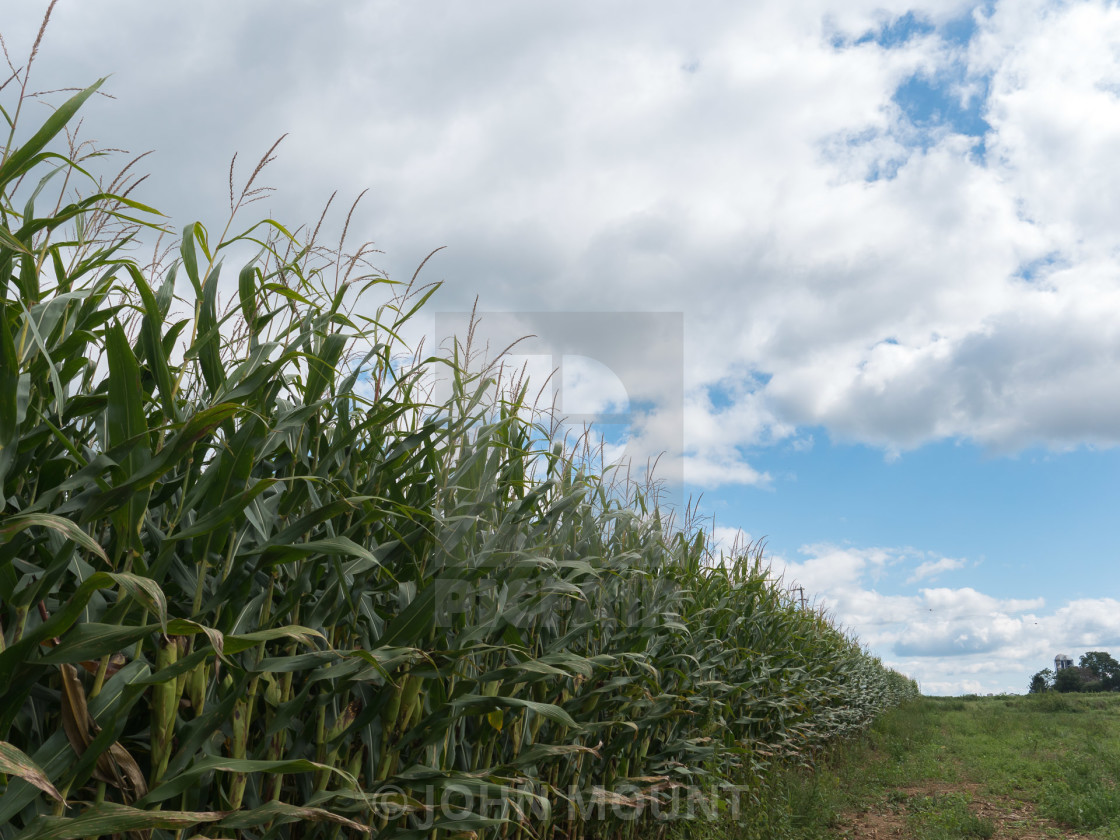 "CORNFIELD AND CLOUDS" by JOHN MOUNT - $25.10 "CORNFIELD AND CLOUDS" stock image