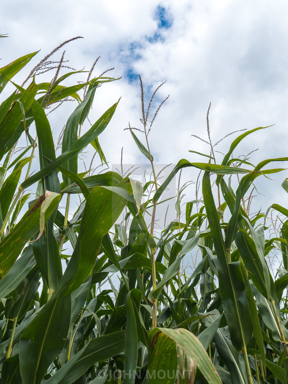 "CORNFIELD AND CLOUDS" by JOHN MOUNT - $25.10 "CORNFIELD AND CLOUDS" stock image