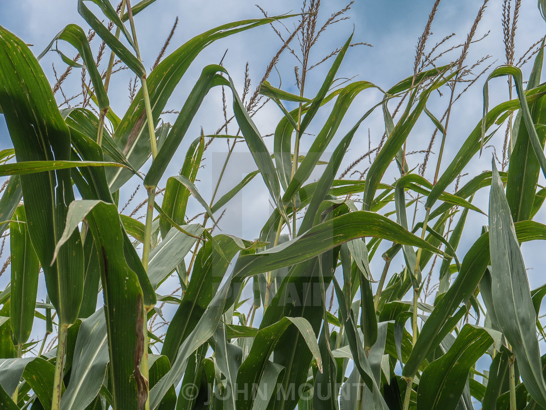 "CORNFIELD AND CLOUDS" by JOHN MOUNT - $25.10 "CORNFIELD AND CLOUDS" stock image