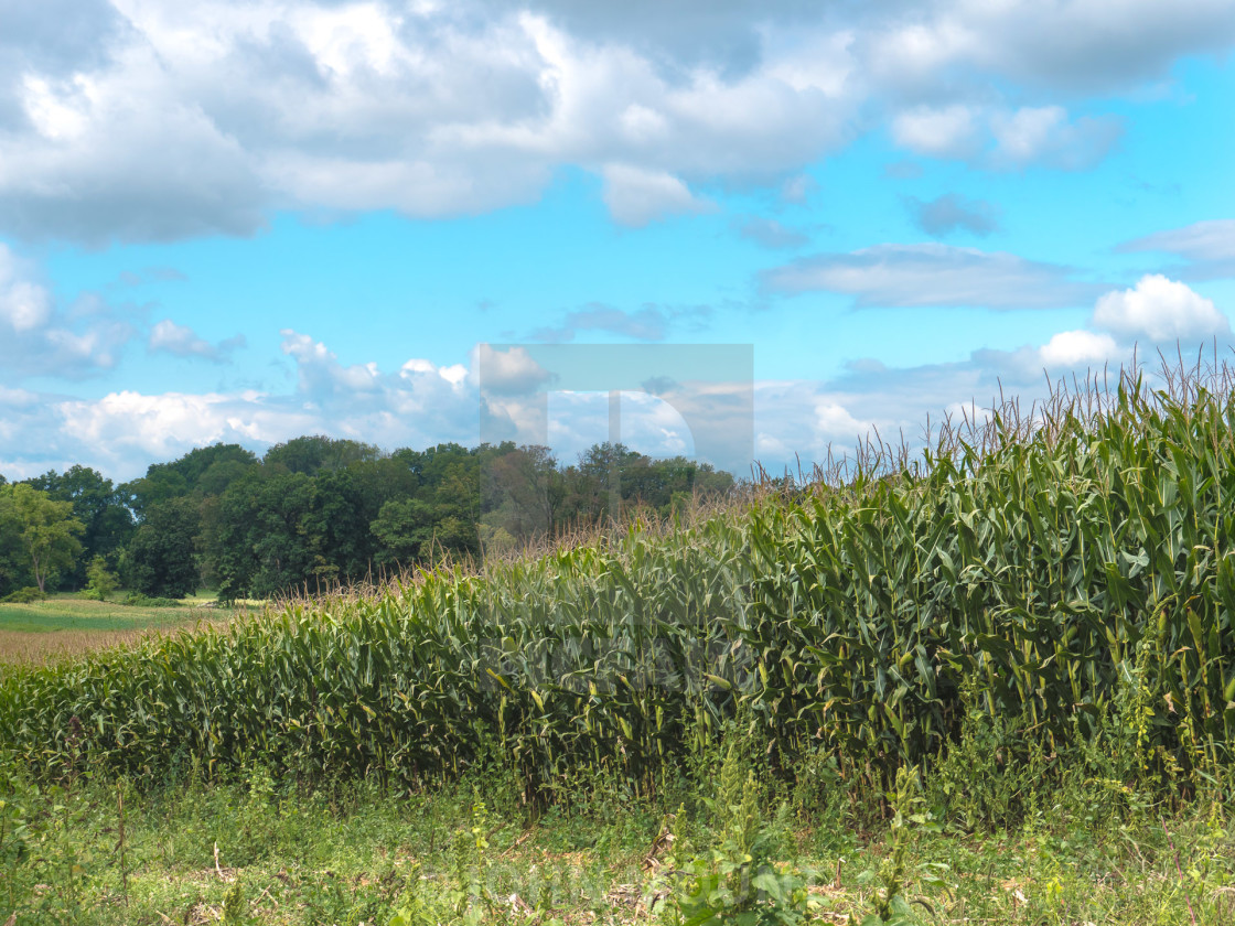 "CORNFIELD AND CLOUDS" by JOHN MOUNT - $25.10 "CORNFIELD AND CLOUDS" stock image