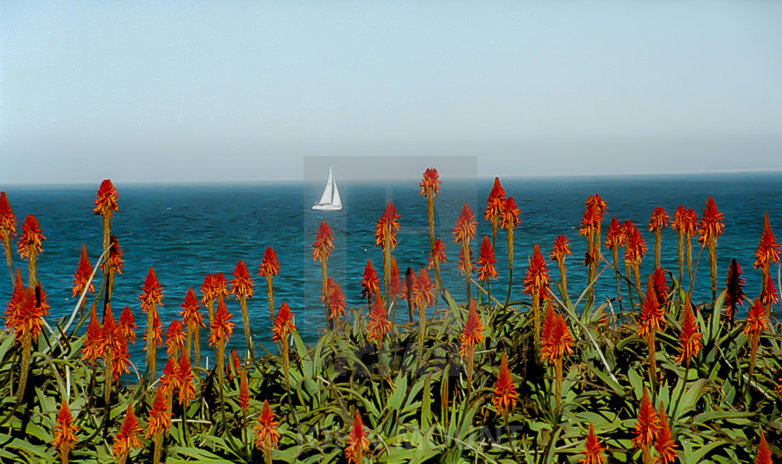 "Monterey Bay with flowers and sailboat" by JOHN MOUNT - £20.00 "Monterey Bay with flowers and sailboat" stock image