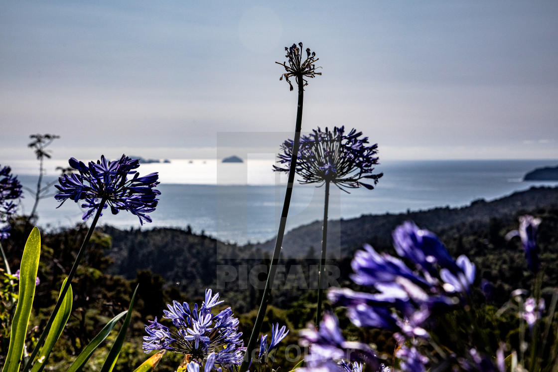 "Purple Sunrise" by Jack Oliver - £6.20 "Purple Sunrise" stock image