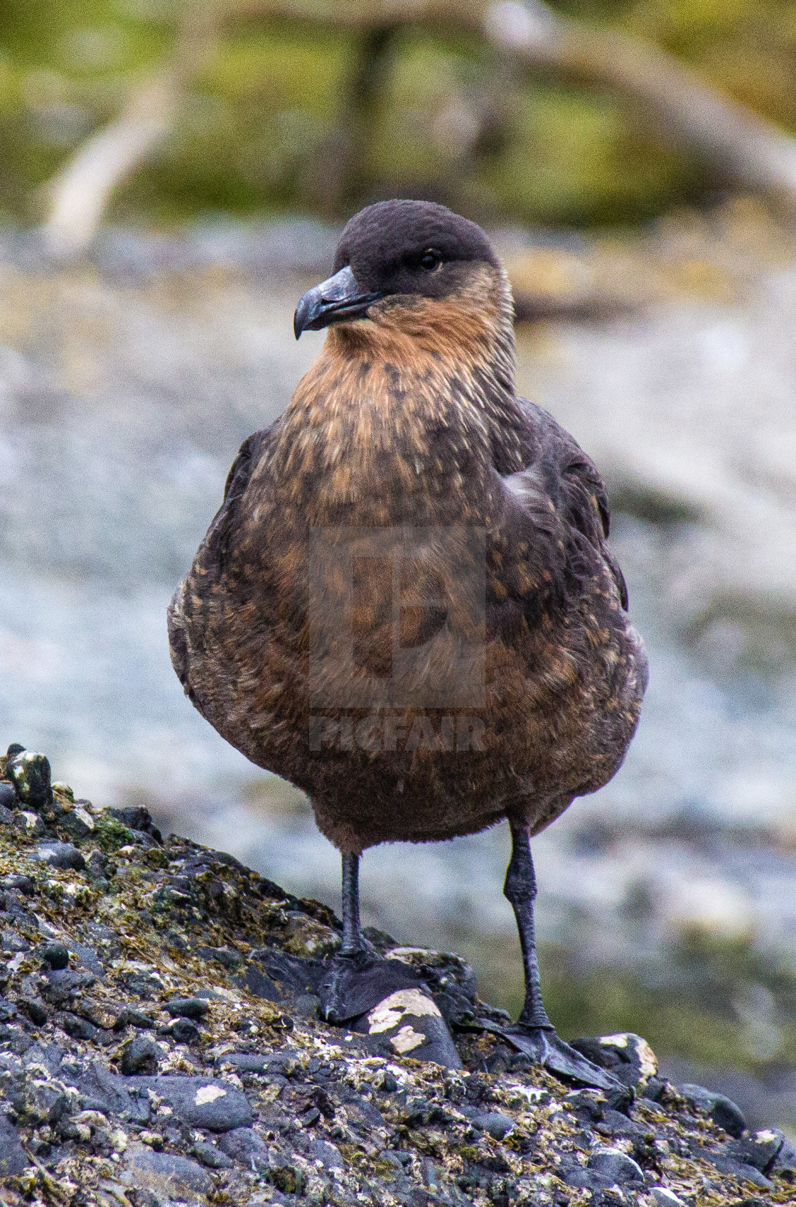 "Great Skua" stock image