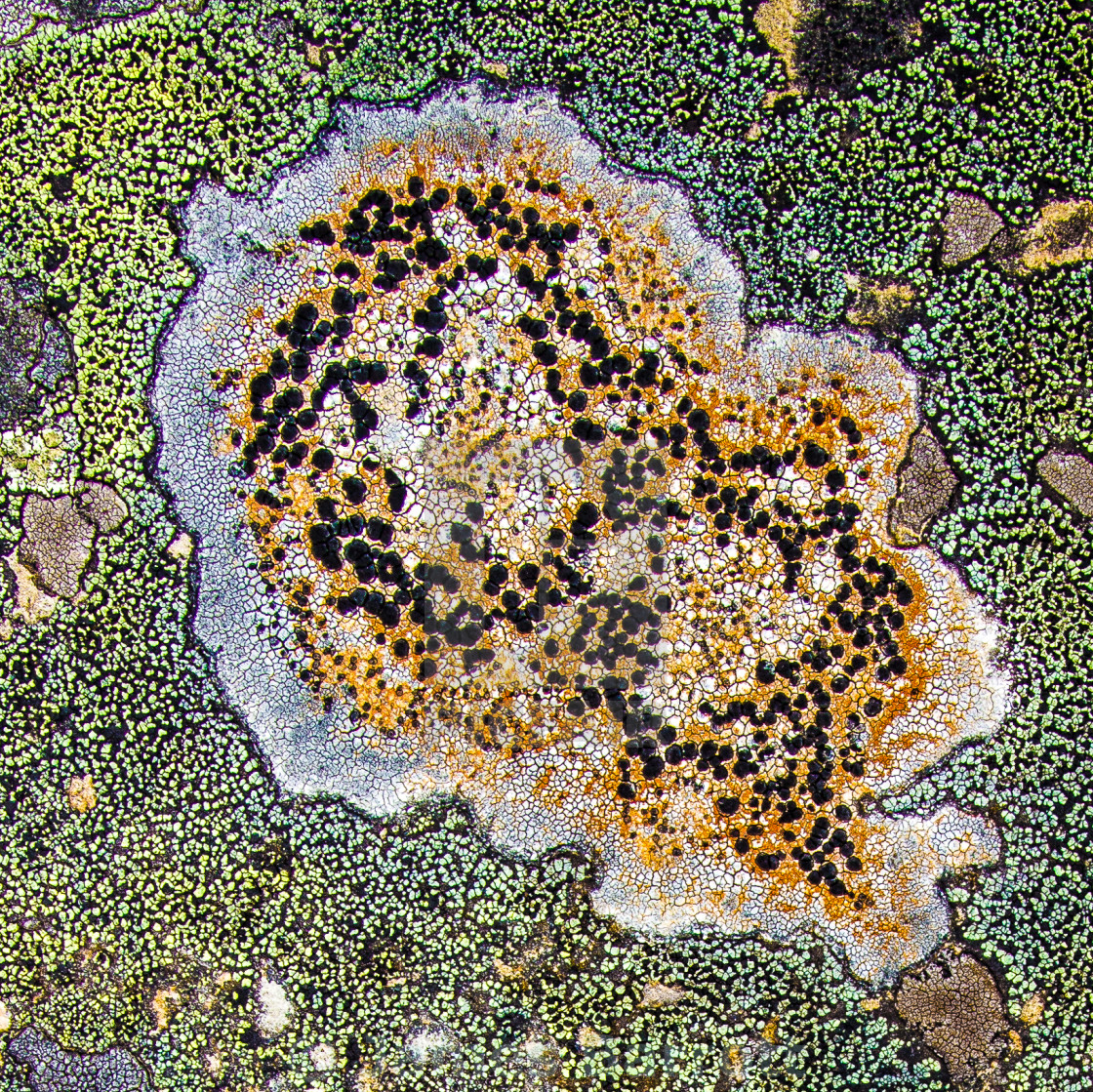 "Lichen" stock image