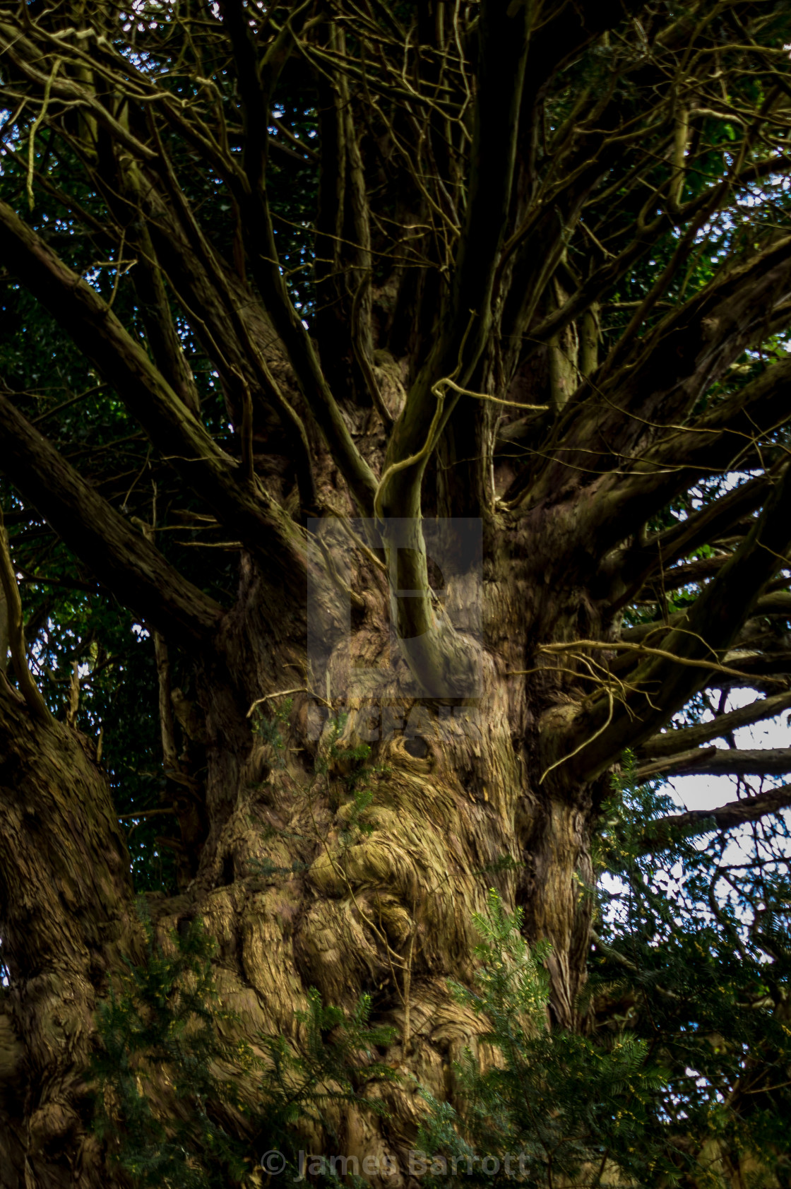 "The Soul of a Yew." stock image