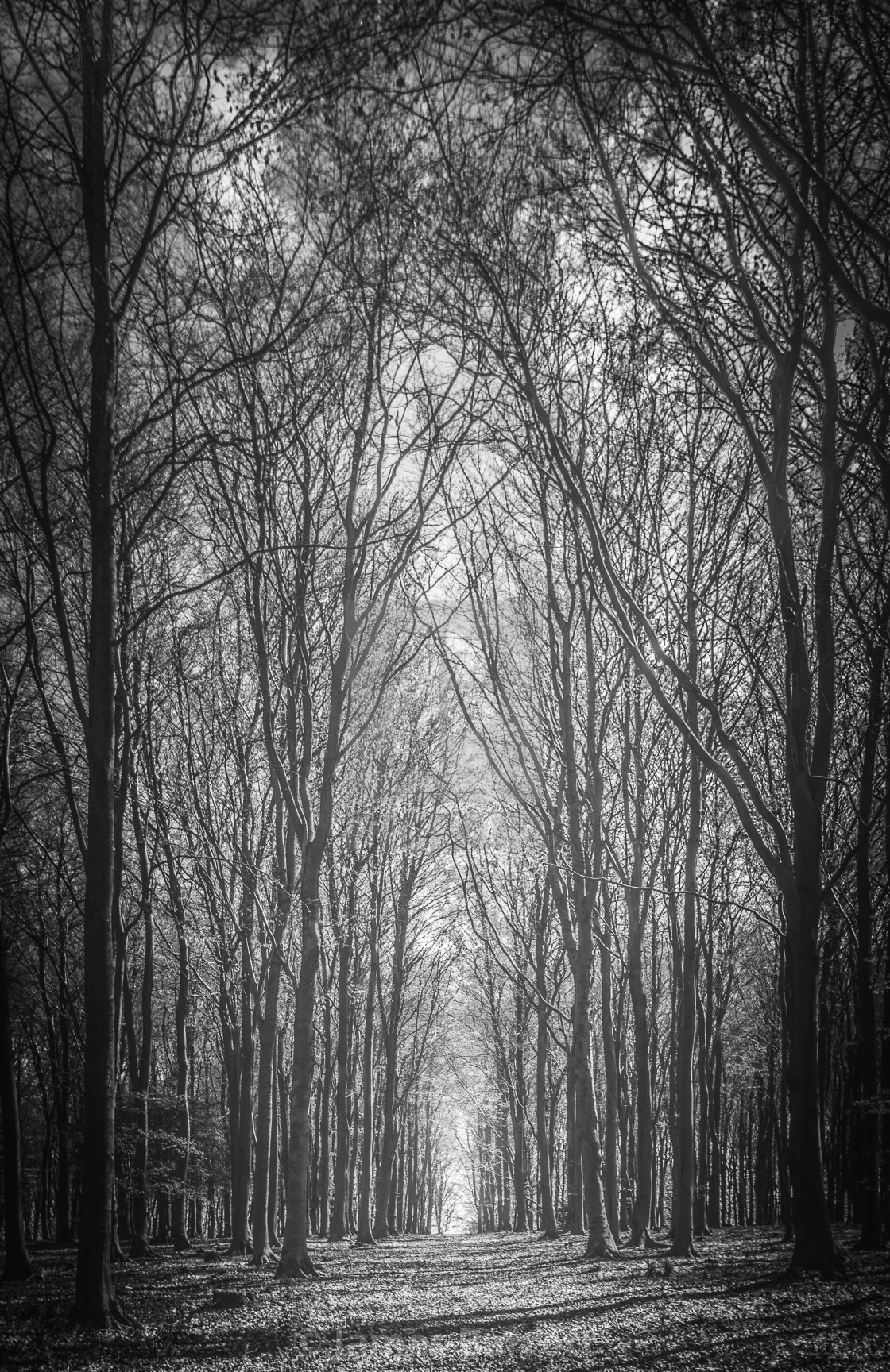 "An avenue of trees" stock image