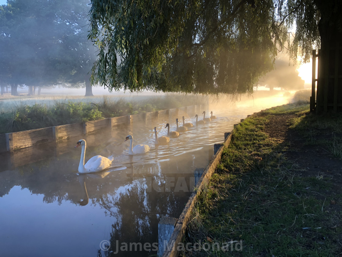 "Swans in Bushy Park" stock image