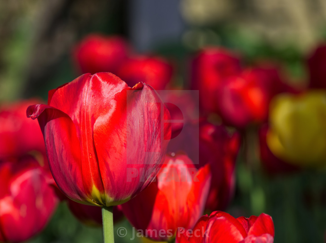 "Tulips" stock image