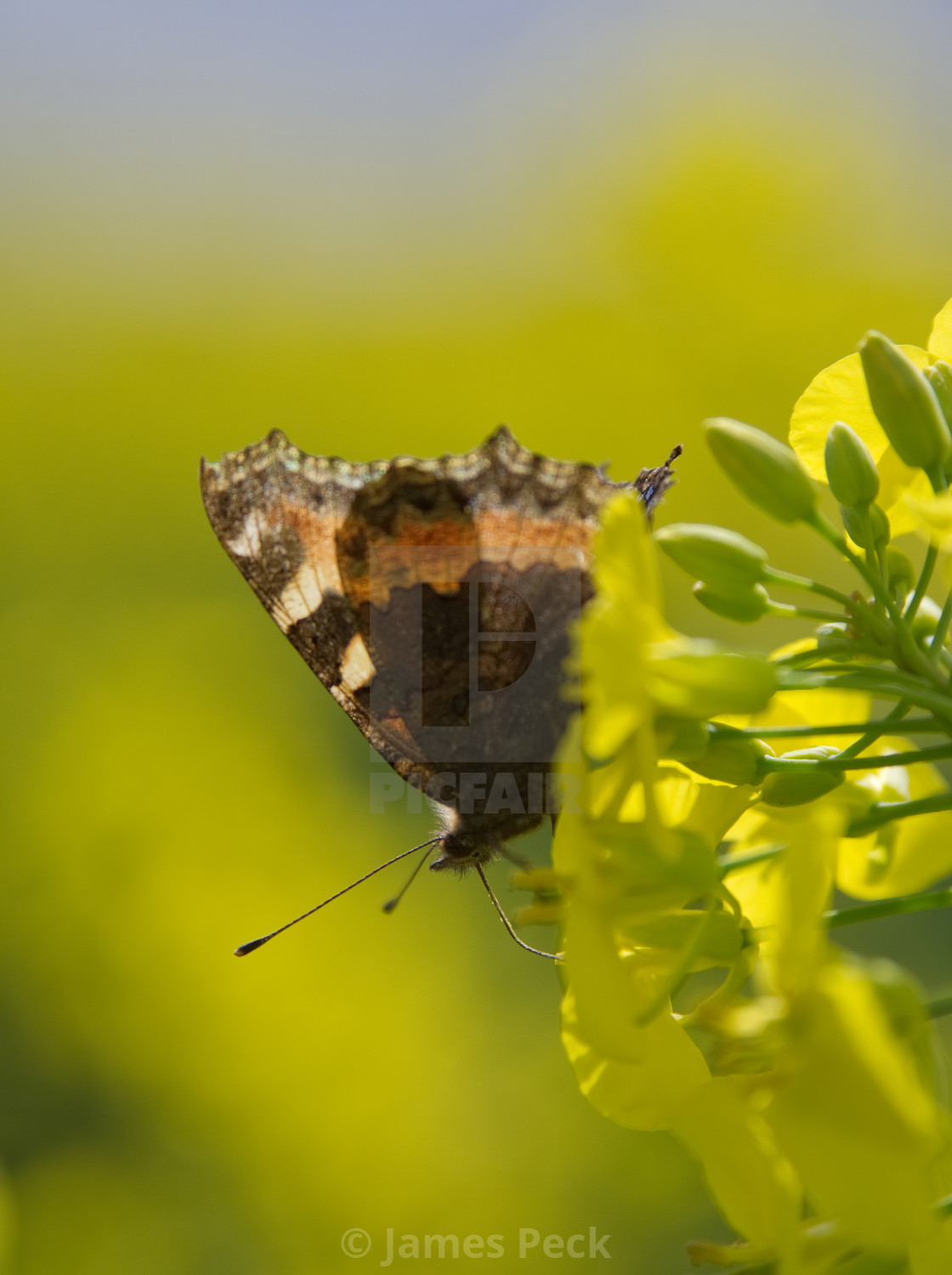 "Painted Lady" stock image