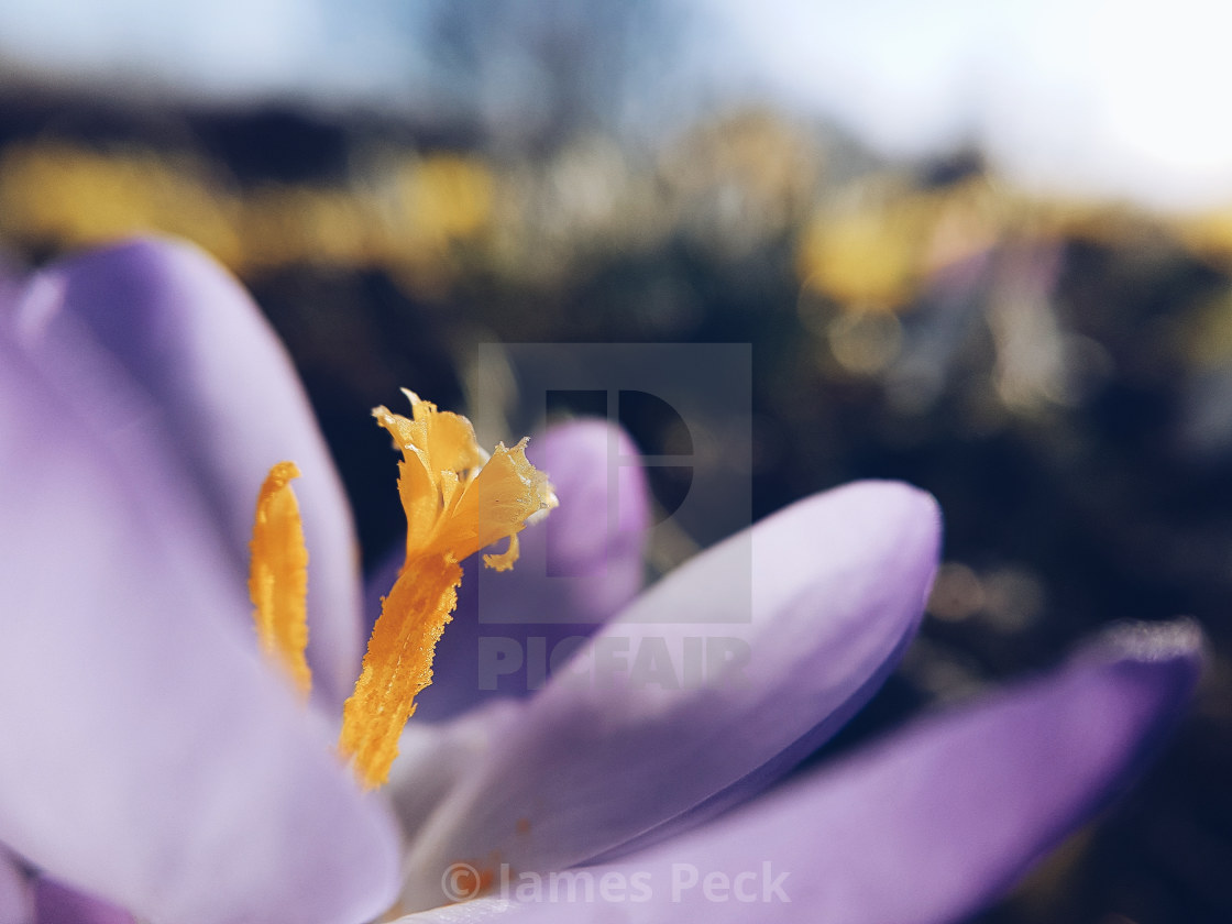 "Crocus close up" stock image