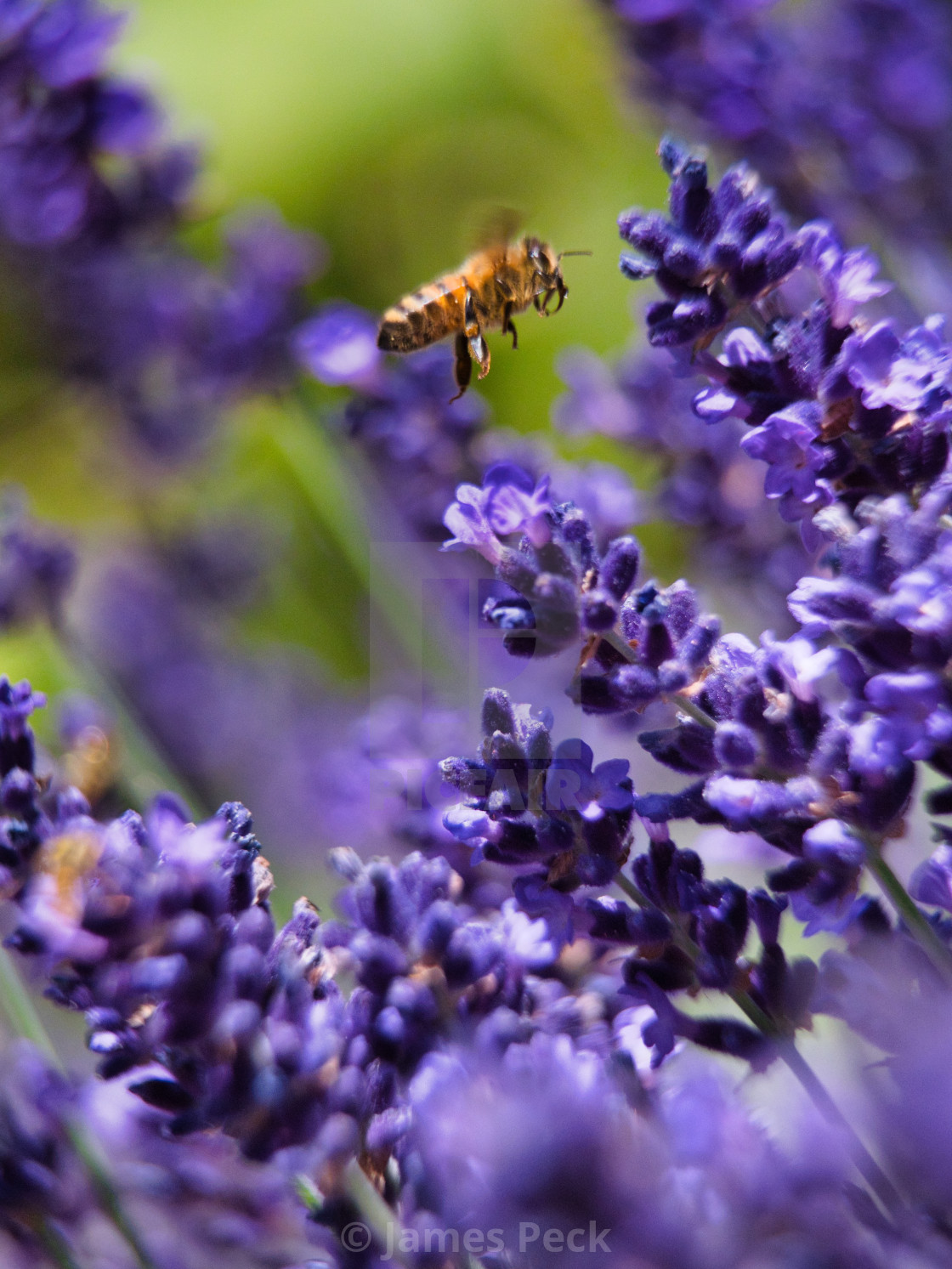 "Bee on Lavender" stock image