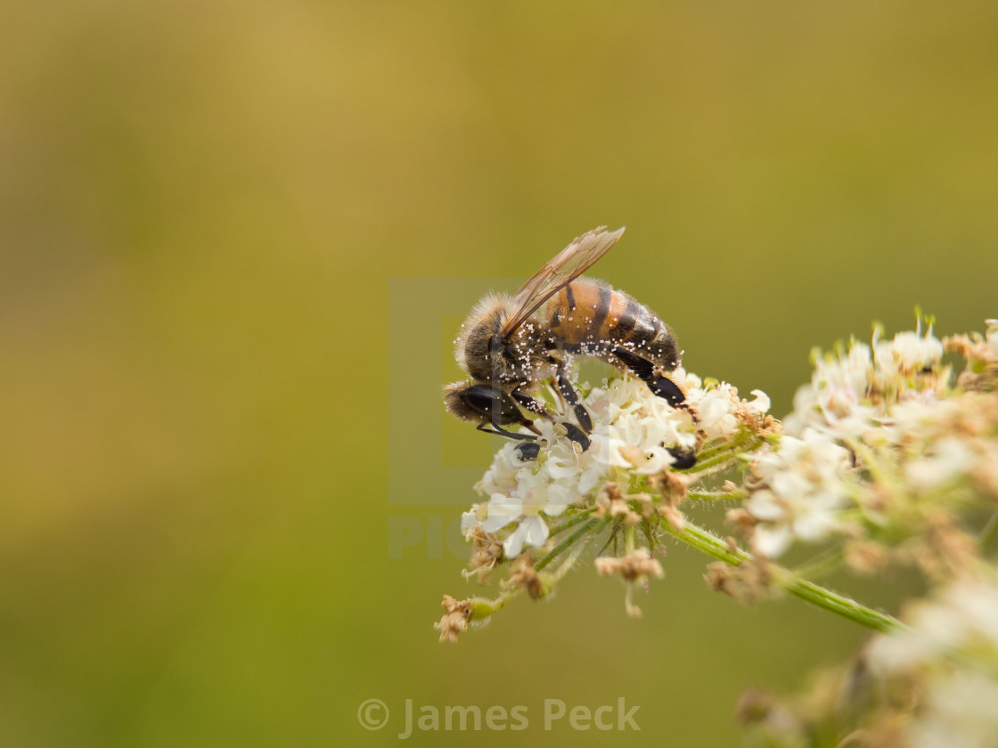 "Honey Bee" stock image