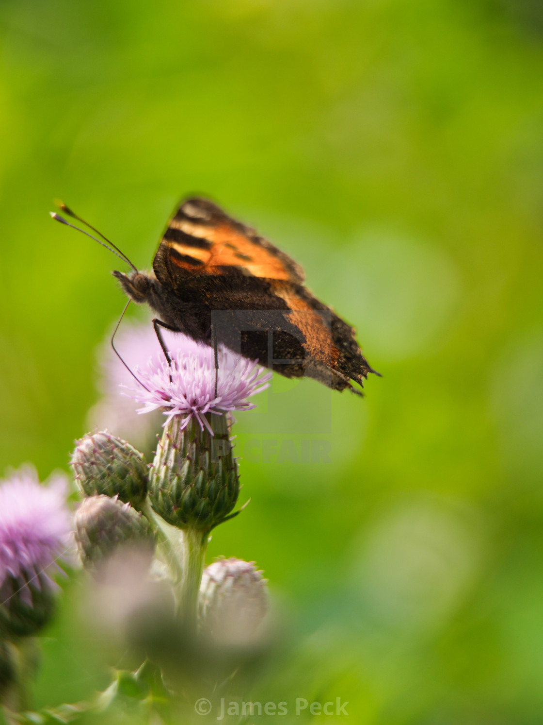 "Tortoiseshell Butterfly" stock image